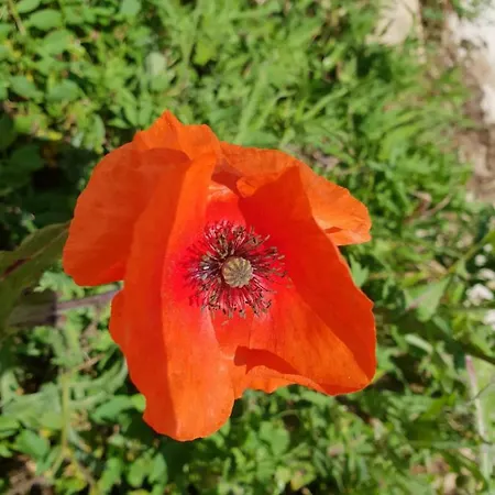 La Cantoniera בית נופש