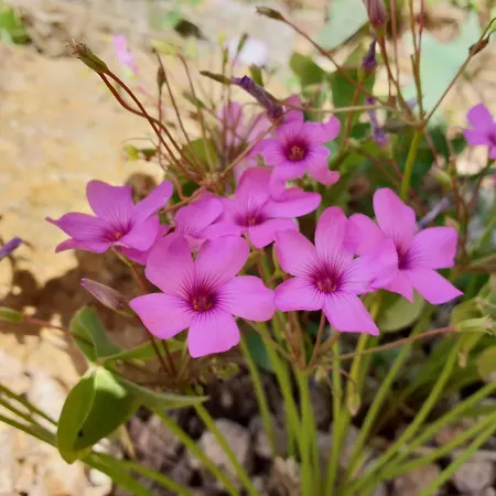 La Cantoniera Campanedda