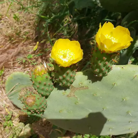 La Cantoniera בית נופש