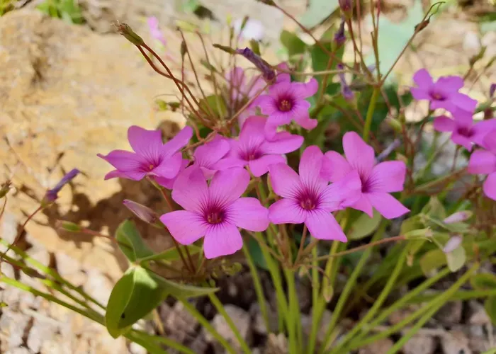 La Cantoniera Campanedda